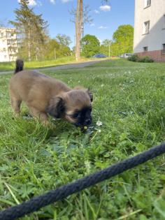 Chihuahua in Langhaar