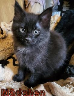 Maine Coon und BKH Katzen