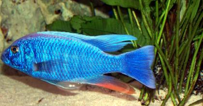 Sceanochromis ahli Iceberg