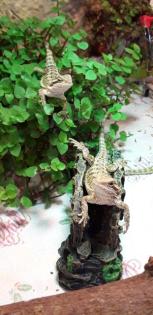 Bartagame Progona Viticeps 8 Wochen jung