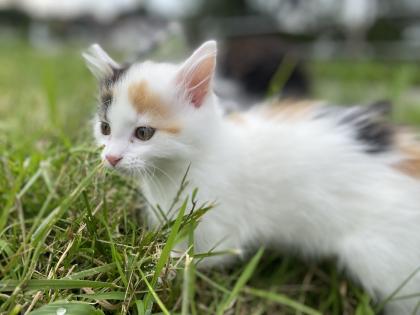 Unsere süßen Katzenbabys suchen ab Ende August ein neues Zuhause mit viel Auslauf