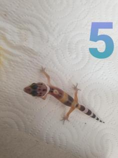 Leopardgeckos Jungtiere