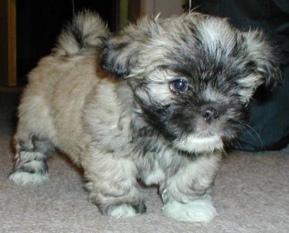 Lhasa Apso Welpen zu verkaufen 700Euro mit Papiere