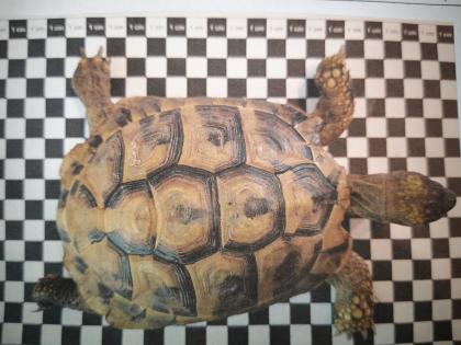 Neues zuhause für zwei griechische landschildkröten gesucht