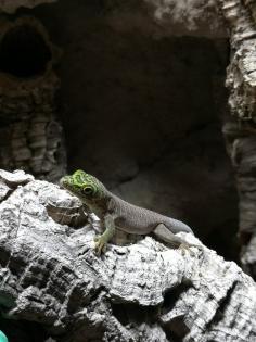 Biete 3 Phelsuma standingi Nachzuchten