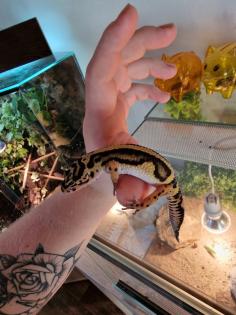 Leopardgecko männlich