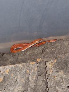 Kornnatter bloodred pied sided