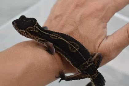 Leopardgecko Black Night Adultes Weibchen