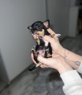 9 Süße Chihuahua Welpen