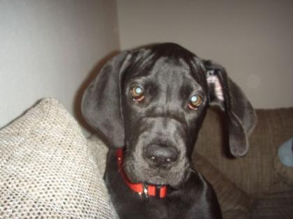 7 Monates Doggen Weibchin abzugeben
