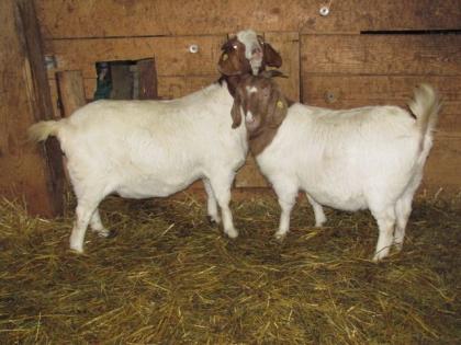 Burenziegen Herdbuch cae-saniert zu verkaufen www. burenzucht-winter. com