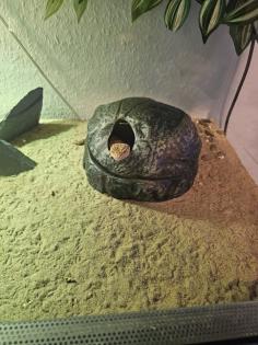 DRINGENDE ABGABE 2 Leopardengeckos jung Terrarium