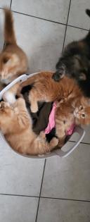 2 Main Coon Kitten abzugeben