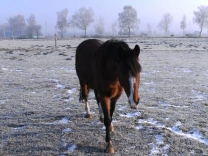 Reitbeteiligung auf lieben Kleinpferd