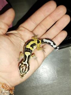 Leopardgecko Weibchen