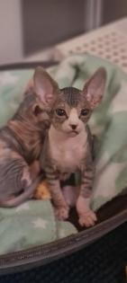 Reinrassige Canadian Sphynx Katzenbabys