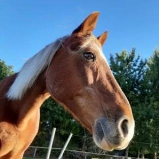 Reitbeteilligungen in der Nähe von Winsen Luhe