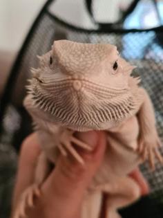 Bartagame Snow weiblich mit Terrarium 1, 20 x 0, 60 x 0, 60 m