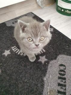 Bkh Katzen zu verkaufen