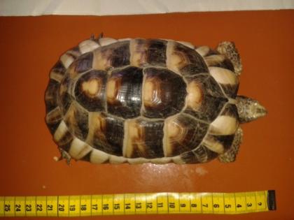 3 Breitrandschildkröten NZ09/10 08 abzugeben