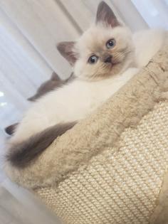 BKH Kitten Britisch Kurzhaar