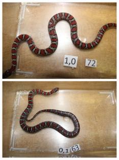 Lampropeltis Mexicana mexicana
