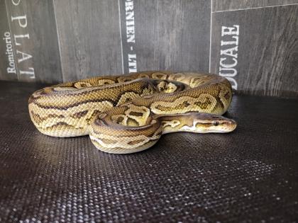 1. 0 Königspython Ballpython Black Pewter black pastel, pastel adult Python Regius