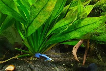 Guppys zu verschenken Babys Aquarienfische
