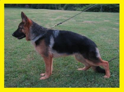 Wunderschöne Schäferhunde Rüde Hündin 9 Mon. GÜNSTIG abzugeben