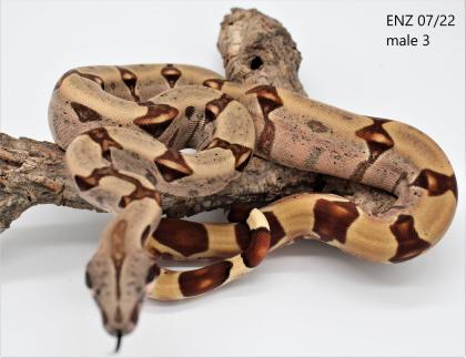 5. 3 Salmon Hypo Boa 50 F1 Generation Guyana Redtail