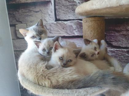 2 Britisch-Kurshaar Kitten abzugeben