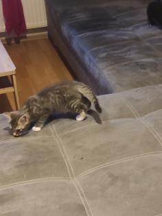BKH Ragdoll Mix Kitten