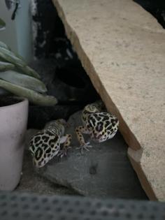 2 Leopardgecko Weibchen Terrarium
