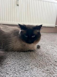 Heilige-birma Kater
