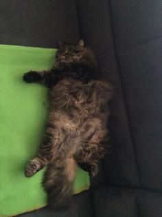 Gegenseitige Katzenbetreuung