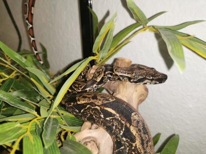 Not Verkauf Boa Constrictor Imperator