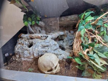 Zwei Kornnatter zu verkaufen. Mit oder ohne Terrarium