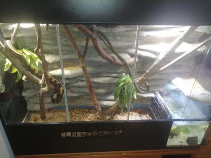 3 konigspyton und xl terrarium