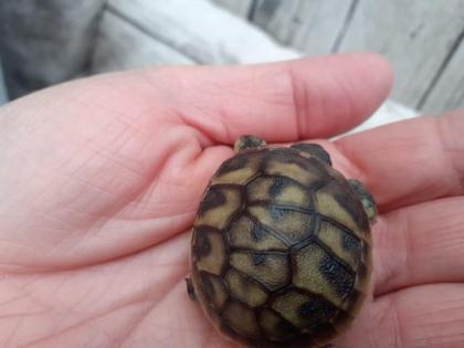 Griechische landschildkröte