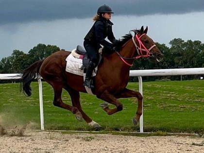 Suche reitbeteiligung Reiter sucht Pferd