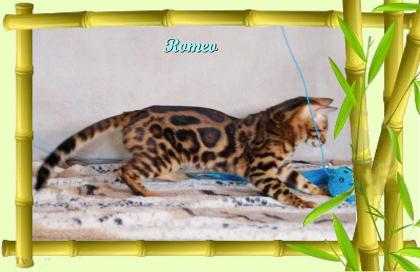 Exklusiver und pfiffiger Bengal Kater, Donat Rosetten, Eyecatcher, unkastriert