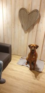 Wurfplanung rhodesian ridgeback