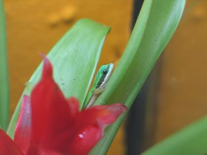 Biete Phelsuma Nigristriata