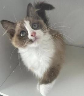 Ragdoll mink Katze