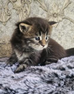 Reinrassiege Maincoon Kätzchen silver-white-Tabby/silver-black-red -Tabby