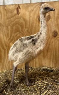 Dromaius novaehollandiae Emu