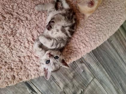 4 zuckersüße Selkirk Rex/ Main-Coon Mix Kitten