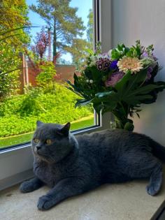 Süsse BKH Kitten Mix suchen neues Zuhause