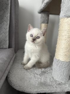 BHK KITTEN ABZUGEBEN DRINGEND