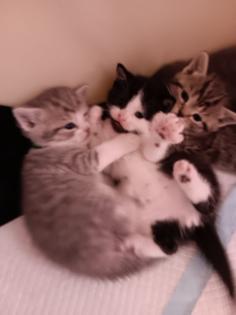 5 Katzenbabys zu verkaufen